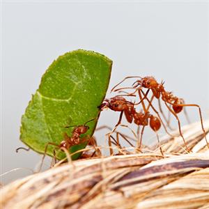 蚂蚁 教案1