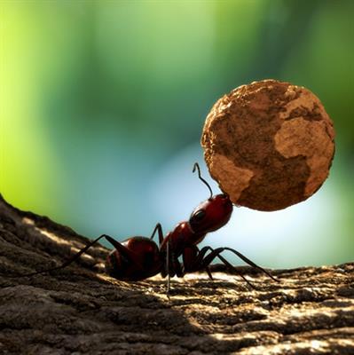 蚂蚁 课件3
