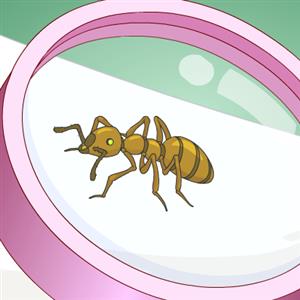 用放大镜观察蚂蚁