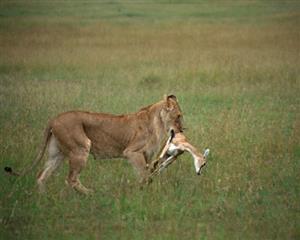 狮子捕食