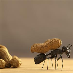 观察蚂蚁的身体