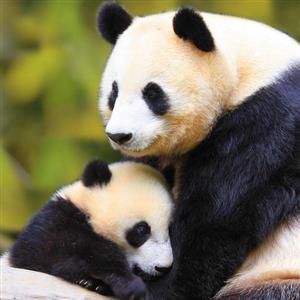 熊猫并非只吃竹子