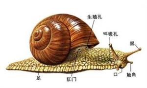 蜗牛身体结构