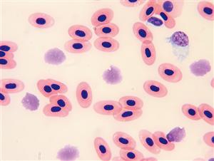 蛙血的红细胞