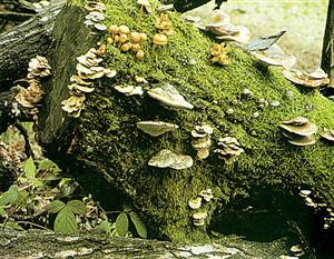 腐烂的树桩上长出许多真菌