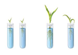 比较玉米幼苗在蒸馏水和土壤浸出液中的生长状况