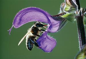 鼠尾草花的传粉需要昆虫作为媒介