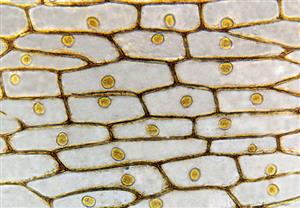 洋葱鳞片叶内表皮细胞