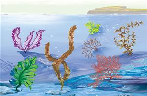 海洋藻类
