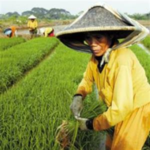 东南亚的农业生产