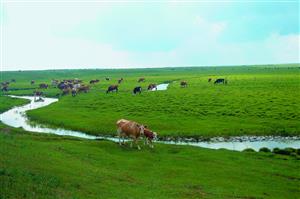 P5 内蒙古高原牧区景观
