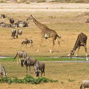非洲草原上的动物
