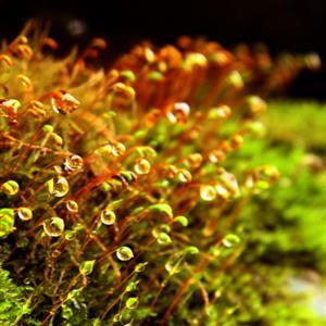 《藻类、苔藓和蕨类植物》新典例精析1