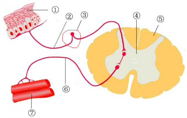 下图为反射弧模式图,请分析作答.(0分)9.谈虎色变.d画饼充饥.